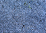 Lichen Beachcroft Trail 4-3-10-ed-pf.jpg