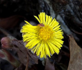Wildflowers City Forest b 4-16-16.jpg