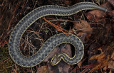 Snake - Walden 4-16-13-ed-pf.jpg
