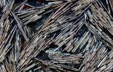 Reeds - Bubble Pond 12-16-12-pf.jpg