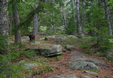 Norumbega Mtn. Trail 5-26-10-ed-pf.jpg