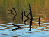 Wood in Water - Tilden Pond 11-2-11-ed-pf.jpg