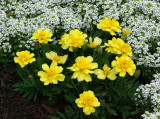 Flowers Downtown c 6-4-16-pf.jpg