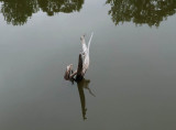 Stump - Black Pond 7-1-13-ed-pf.jpg