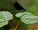 Dragonfly - Little Harbor Brook 7-28-10-ed-pf.jpg