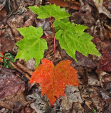 Leaves Partridge Pond Trail 8-15-16-pf.jpg