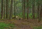 Forest loop Trail Tanglewood 4-16-12-ed-pf.jpg
