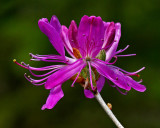 Flowering Bush  - City Forest 5-17-12-ed-pf.jpg