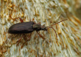 Insect -  pond in Orono 5-28-12-ed-pf.jpg
