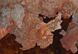Rusty Barrel Sears Island 3-13-12-pf.jpg