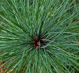 Pine Seedling Newman Hill-Hinds 9-14-16-pf.jpg