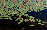 Lily Pads Little Long Pond 9-10-16-pf.jpg