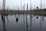 Beaver Pond   Newman Hill-Hinds 11-6-15-pf.jpg