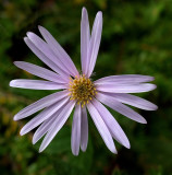 Wildflower - McCabe Mtn. Trail 9-26-13-ed-pf.jpg