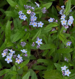 Wildflowers - Stillwater River Trail b 5-17-13-ed-pf.jpg