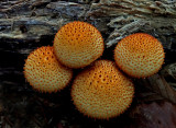 Fungi Redman Beach Trail 9-20-16-pf.jpg