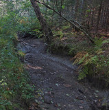 Stream Goose Ridge Trail 9-28-16-pf.jpg