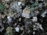 Lichens Sunkhaze b 9-9-15-pf.jpg