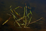 Water Plants - City Forest 9-27-14-ed-pf.jpg