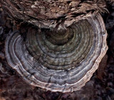 Fungus Sheepscot Headwaters 4-27-16-pf.jpg