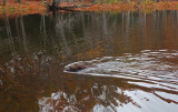 Kelley - Stillwater River Cove 10-26-16-pf.jpg