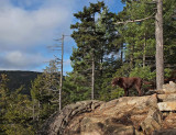 Kelley - Valley Trail b 11-23-12-ed-pf.jpg