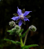 Borage Garden 10-31-16.jpg