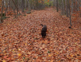 Kelley - Essex Woods 10-31-16v2-pf.jpg
