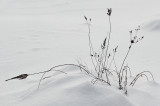 Plant Glenburn Trails 1-2-17.jpg