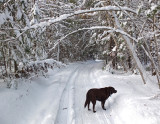 Kelley - Glenburn Trails c 1-2-17.jpg