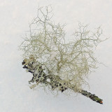 Lichen Glenburn Trails 1-5-17.jpg