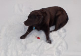 Kelley - PB Snowmobile Trail b 1-1-17.jpg