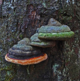 Fungi  Harbor Brook Trail  1-17-17.jpg
