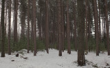 DeMeritt Forest 1-20-17.jpg