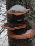 Fungi Glenburn  Trails  1-22-17.jpg