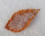 Leaf PB Along Kenduskeag 1-26-17.jpg