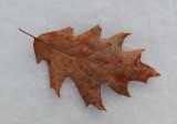 Leaf PB Along Kenduskeag b 1-26-17.jpg