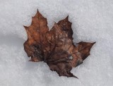 Leaf PB Trail Along Kenduskeag 1-29-17.jpg