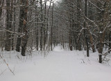 Side Trail off Newport- Dover- Foxcroft Trail 2-2-17.jpg