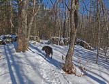 Kelley - N. Headwaters Trail Sheepscot Headwaters 2-4-17.jpg