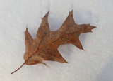 Leaf P. B. Along Kenduskeag 2-6-17.jpg