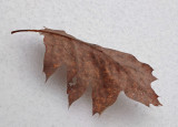 Leaf  Paul Bunyan Along Kenduskeag 2-9-17.jpg