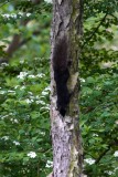 Black Squirrel