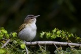 Red-eyed Vireo