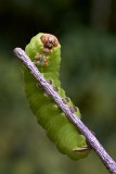 Polyphemus Caterpillar