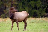 Pennsylvania Elk