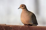 Mourning Dove