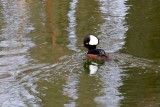 Hooded Merganser (Male)