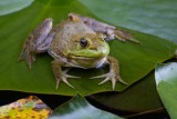 Frog on Lily Pad