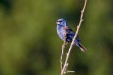 Blue Grosbeak